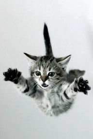 flyingcat