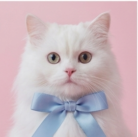 Snowball, the Zaney Clicks cat mascot