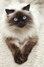 Blue-Eyed Cat